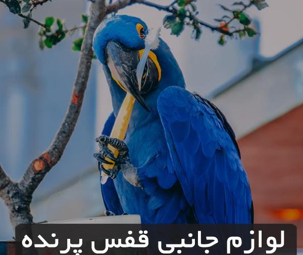 عکس طوطی قفس