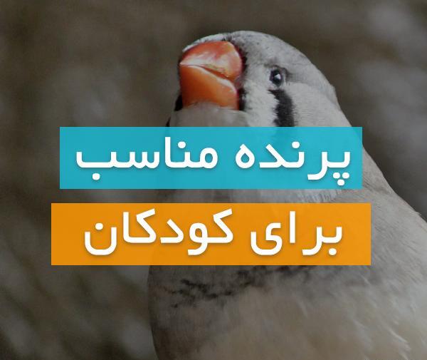 عکس طوطی قفس