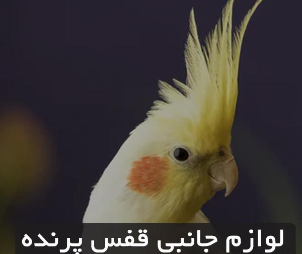 عکس طوطی قفس