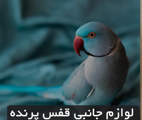 عکس طوطی قفس