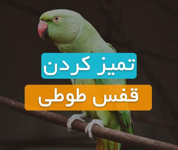 عکس طوطی قفس