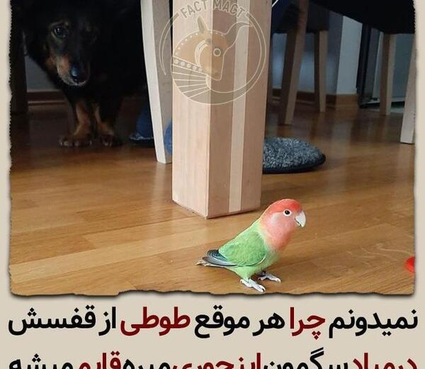 عکس طوطی قفس