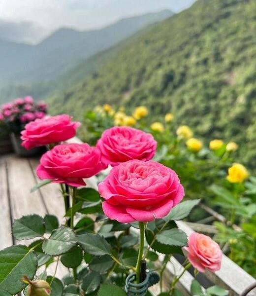عکس منظره از پشت پنجره