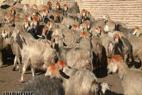 عکس فیلم ذبح گوسفندان
