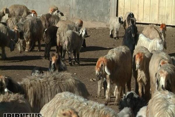 عکس فیلم ذبح گوسفندان