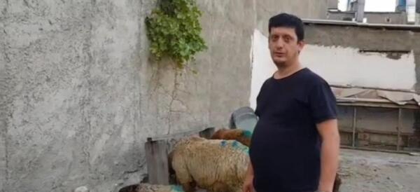 عکس فیلم ذبح گوسفندان