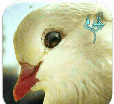 عکس کبوترهای حرم امام رضا
