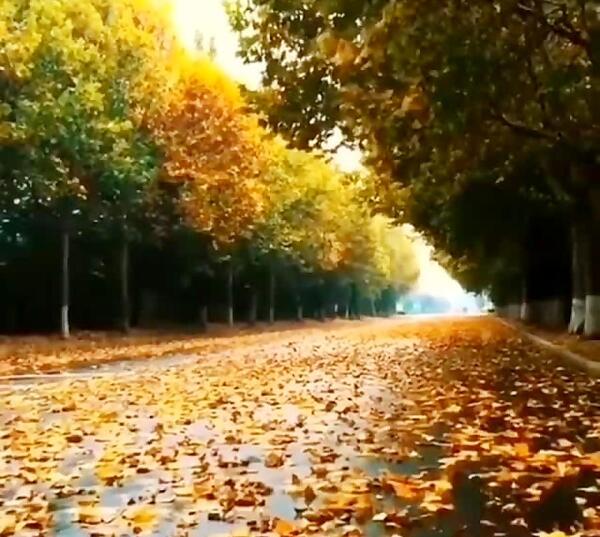 عکس استوری پاییز اومد
