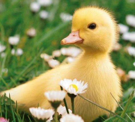 عکس انیمه کیوت زرد