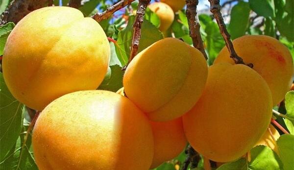 عکس از میوه های بهاری