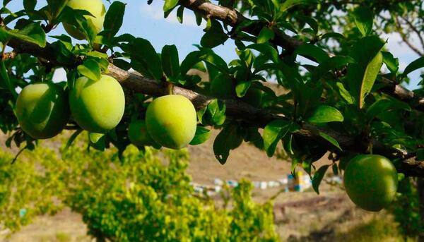 عکس از میوه های بهاری