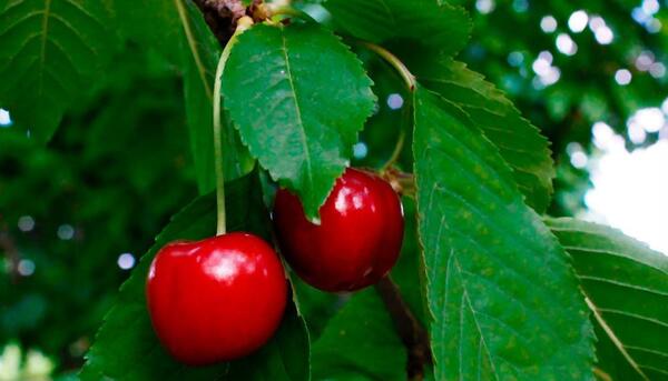 عکس از میوه های بهاری