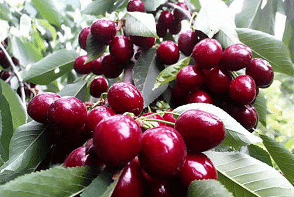 عکس از میوه های بهاری