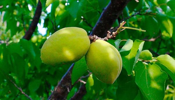 عکس از میوه های بهاری