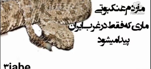 عکس وحید مرادی با همسرش