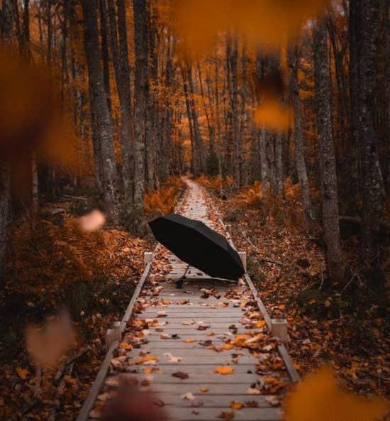 عکس از پاییز برای پروفایل