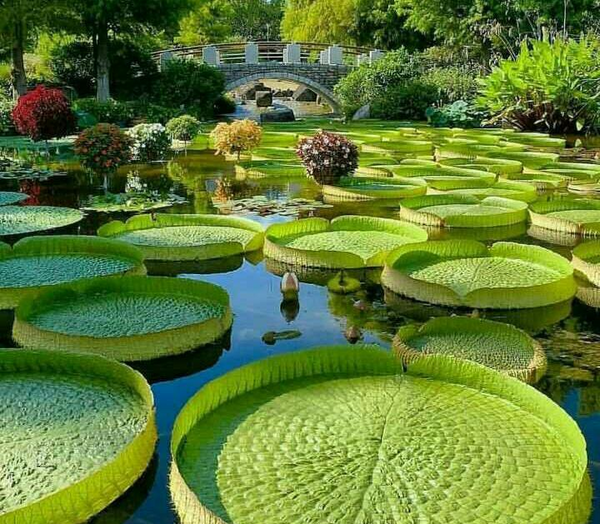 عکس طبیعت سبز زیبا
