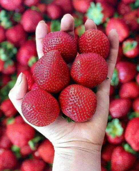 عکس ایده های دلبرانه