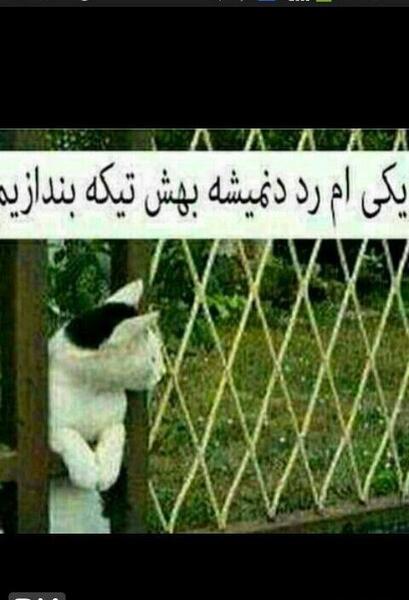 عکس لایک خور بالا