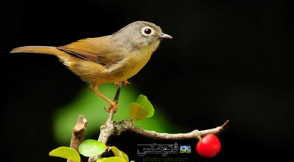 عکس زمستان پرنده