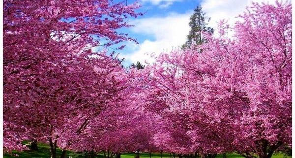 عکس باران های اسیدی