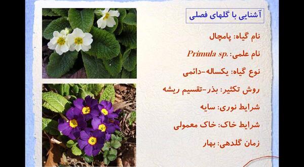 عکس باران های اسیدی