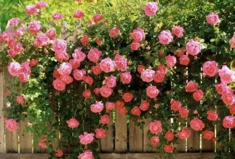 عکس گل رز رونده زرد