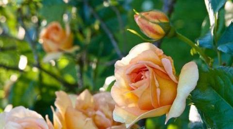 عکس گل رز رونده زرد