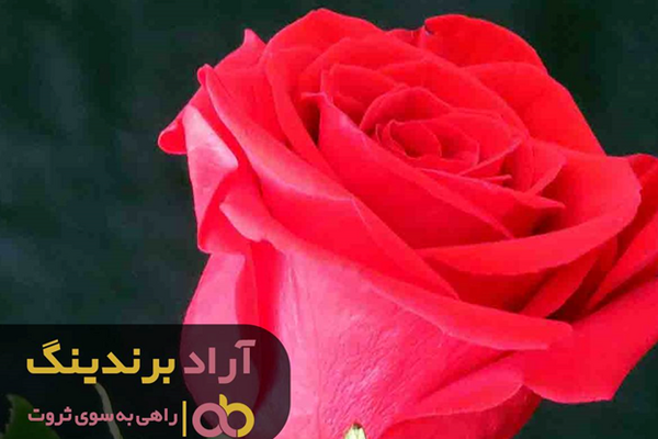 عکس گل رز رونده زرد
