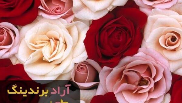 عکس گل رز رونده زرد