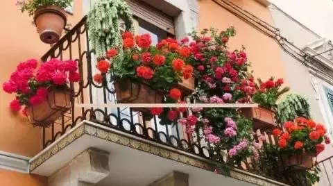 عکس گل رز رونده زرد