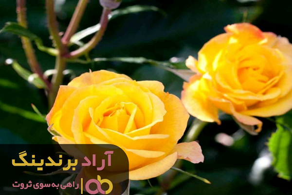 عکس گل رز رونده زرد