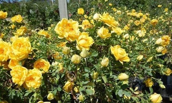 عکس گل رز رونده زرد