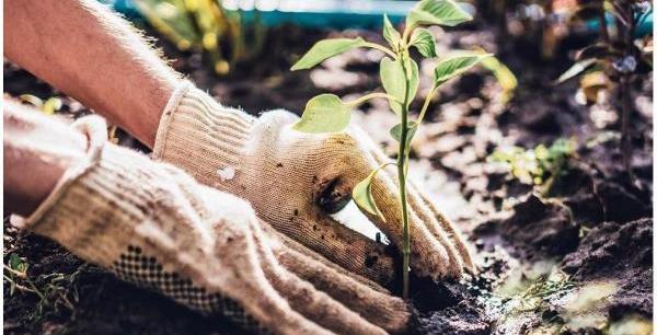 عکس تبریک هفته منابع طبیعی