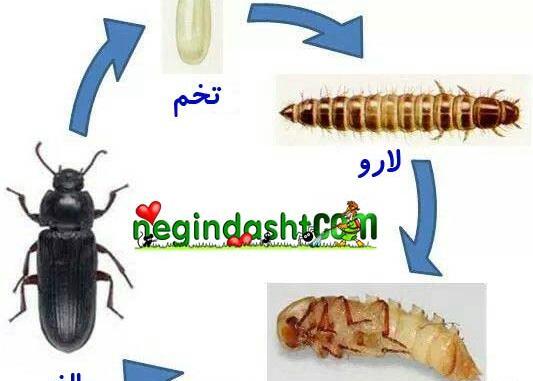 عکس حشره سفید