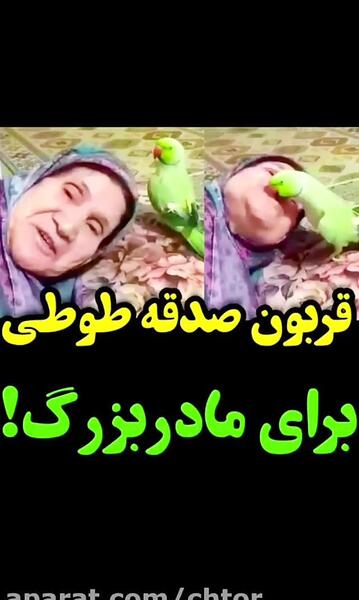 عکس طوطی کودکانه