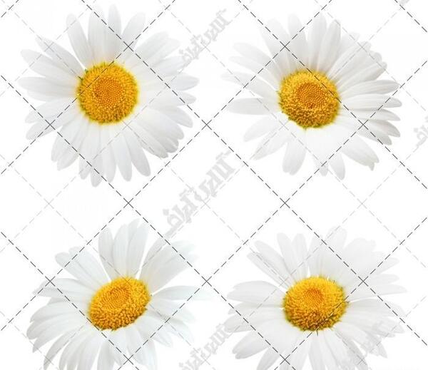 عکس طرح تاتو گل بابونه