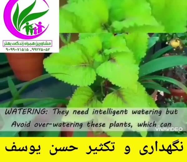 عکس حسن نگهداری