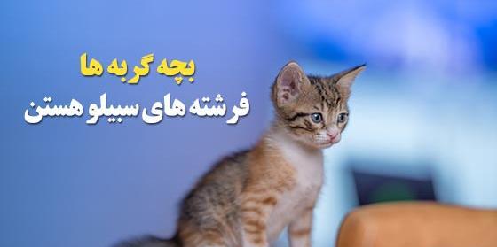 عکس گربه قشنگ