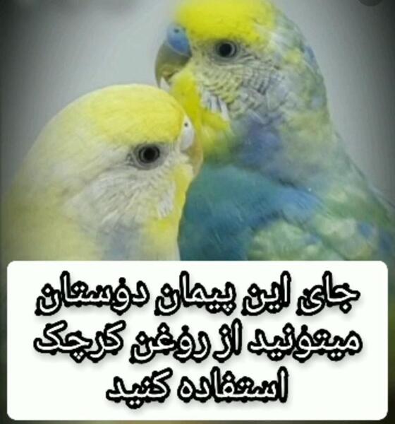 عکس عفونت چشم عروس هلندی