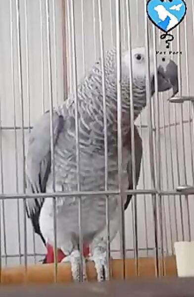 عکس عفونت چشم عروس هلندی