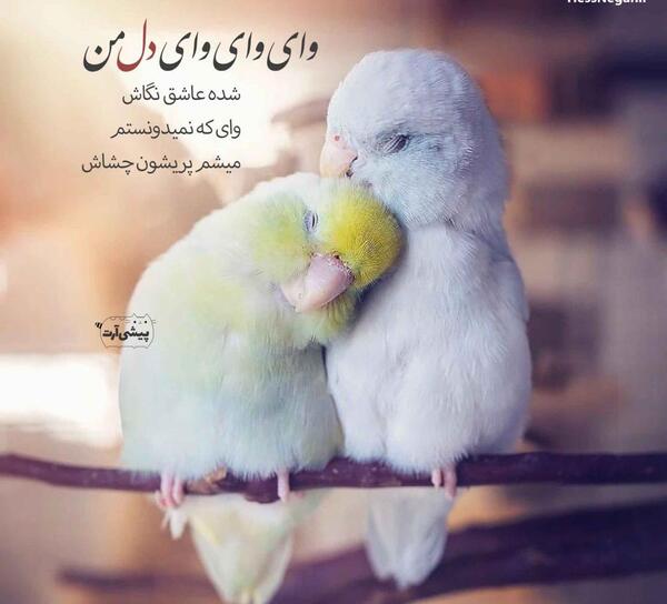 عکس نوشته حمید هیراد