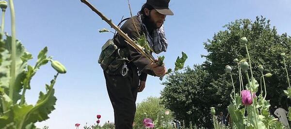 عکس تریاک توپی