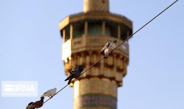 عکس حرم امام رضا کبوتر