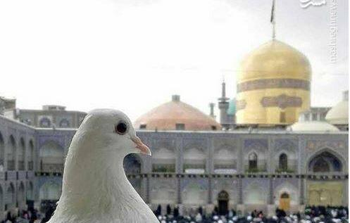 عکس حرم امام رضا کبوتر