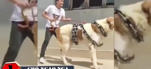 عکس سگ وحشی جنگی