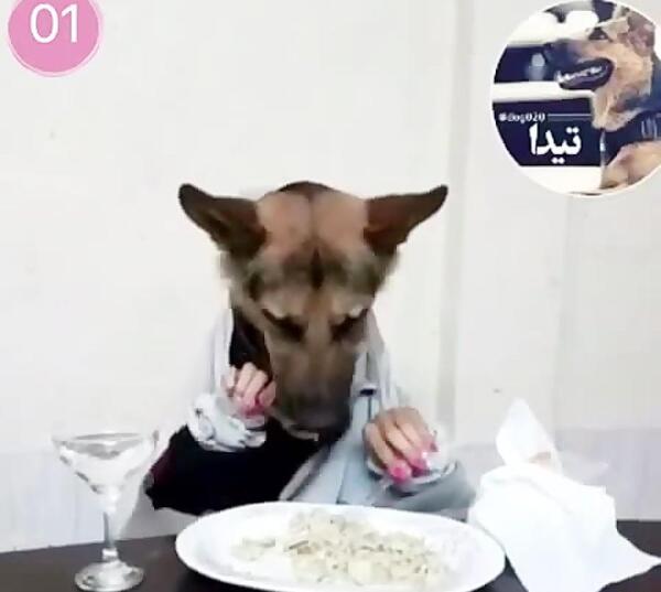 عکس سگ وحشی جنگی