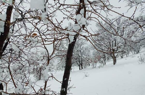 عکس بارش برف کودکانه