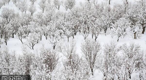 عکس بارش برف کودکانه