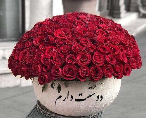 عکس گل رز با نوشته دوستت دارم